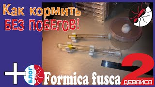Муравьи. Простые устройства от побегов из инкубатора. Блог Formica fusca
