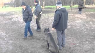 Cane Corso Protection Кане Корсо защита