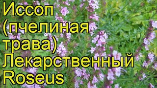 Иссоп лекарственный Розиес. Краткий обзор, описание характеристик hyssopus officinalis Roseus