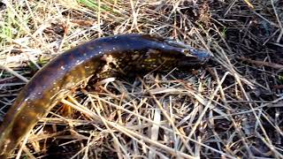 Ловля щуки на бутылку с берега. Fishing in a plastic bottle