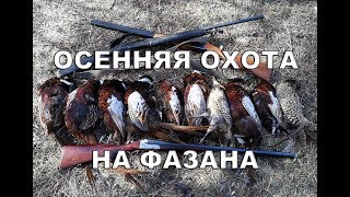 Осенняя охота на фазана 2018