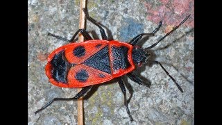 Feuerwanzen, zapatero, Клопы-солдатики, firebugs - макро зум 10x macro zoom