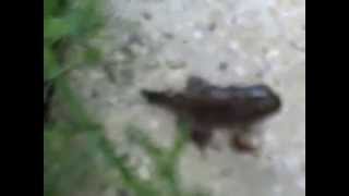 Froglet