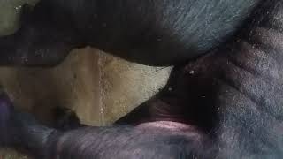 NAGPAKASTA NA NAMAN ANG AKING INAHING BABOY      |      BUHAY SA KUBO
