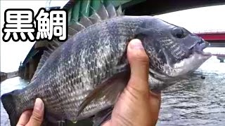 浜名湖 黒鯛釣り クロダイ釣り チヌ釣り カニ 3
