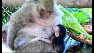 OMG Breaking Heart ! Dana breastfeeding Dalton while Dolly no milk, Very pity newborn