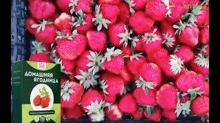 Домашняя Ягодница Видео, Чудо Ягодница, Ягодница Сказочный Сбор, Домашняя Ягодница Форум