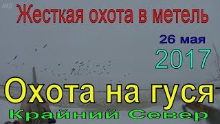 Охота на гуся. Весна 2017. ч.3