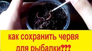 Храним червей для рыбалки дома! Просто и легко!!!