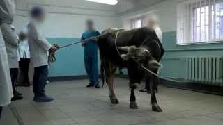 Кастрация быка. FAQ