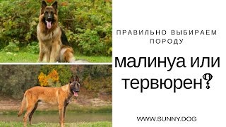Малинуа или тервюрен.   Правильно выбираем породу.
