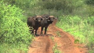 Meru National Park