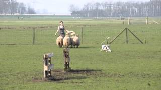 Chaos trainen bij de schapen