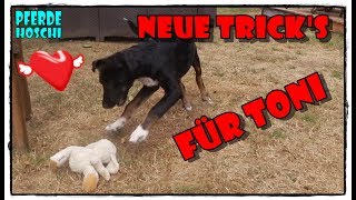 Welpen / Hunde Tricks für TONI ❤️| Pferde Hoschi