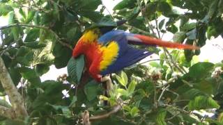 Mi Linda Costa Rica -- GUACAMAYAS en Valle Azul