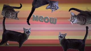 Noisy Cat Norman meow meow song