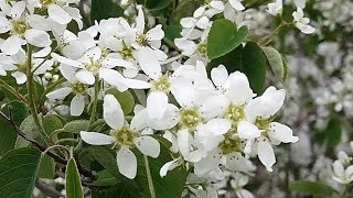Цветёт ирга. Футаж