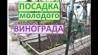Весенняя посадка винограда