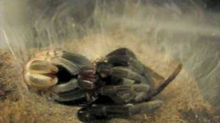 Tarantula Molting---Must watch!