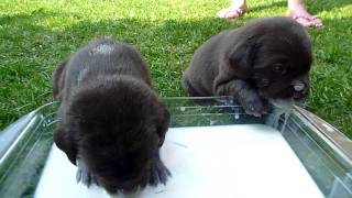 3 weeks old Labrador puppies (Chocolate)