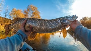 Осенний ЖОР ЩУКИ со Strike Pro Montero. Лучшая рыбалка 2018
