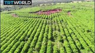 Zimbabwe Land Dispute: Miners seize farm belonging to Grace Mugabe