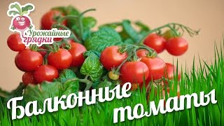 Балконные томаты. Урожайные грядки.