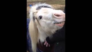 Miniature horse tickles