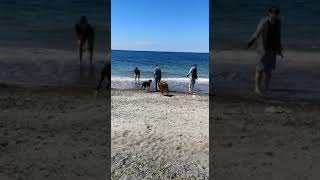 Hundewanderung an der Ostsee