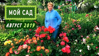Мой ЯРКИЙ ,СКАЗОЧНЫЙ  САД в расцвете лета.Обзор на 1 августа 2019 г.