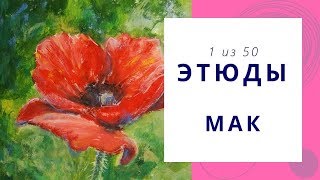 1️⃣ МАК (гуашь). Серия «50 этюдов»