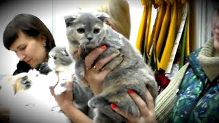 Лучший КОТЕНОК - Конкурс Выставка Кошек | ПОРОДЫ КОШЕК