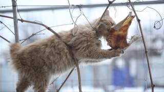 кот и сало