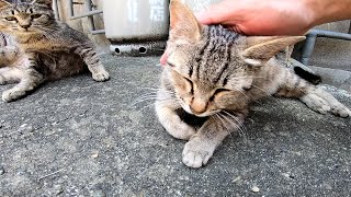 路地裏での猫の集会で野良猫をナデナデする