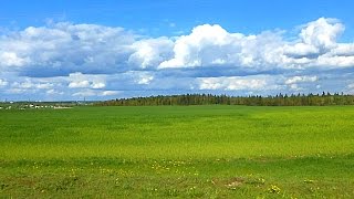 Футаж Луга и поля под голубым небом. Футажи для видеомонтажа. Зеленые Поля, Зеленые Луга