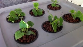 Home made Deep water hydroponic system for $35 Easy