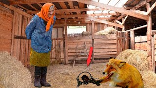 Спаси бабуля, плакала раненая лиса, забившись в сарае. С ней случилось что-то ужасное!