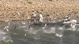 A Battle Worth Carping About (Part 1): The Asian Invasion