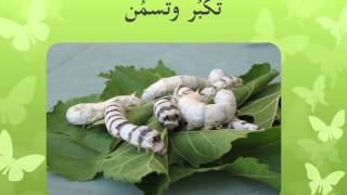 دورة حياة دودة القز