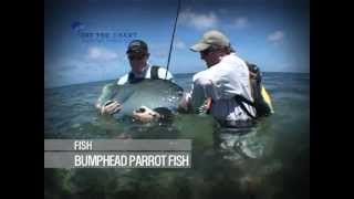 Bumphead Parrot Fish: fly fishing the flats: Seychelles
