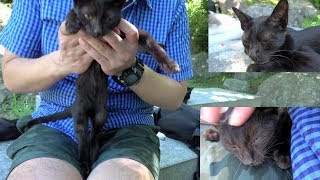 心を開いてくれた野良黒子猫❕シャム子猫のように甘える?