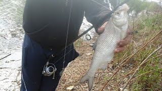ВОБЛА: Рыбалка в Астрахани 03.05.2017 г., Вода пошла а с ней и рыба.