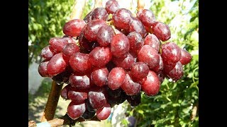 Виноград Мухчалони. Сезон 2017 (Grapes Muhchaloni. Season 2017)