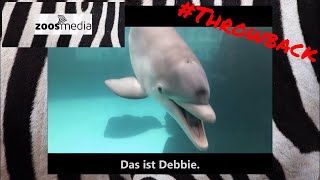 DELFINE spielen ? vor, nach und während der Vorstellung im ZOO DUISBURG #THROWBACK | zoos.media