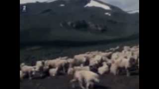 Izvorni Sarplaninci na Sar planini