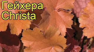 Гейхера Шриста. Краткий обзор, описание характеристик, где купить рассада heuchera Christa