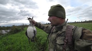 Охота на утку с подхода. Трудовой обход утиной территории.