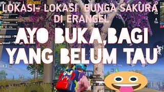 6 LOKASI TERSEMBUNYI BUNGA SAKURA DI ERANGEL PUBG MOBILE