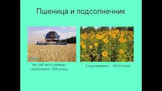 Внутренне строение листа