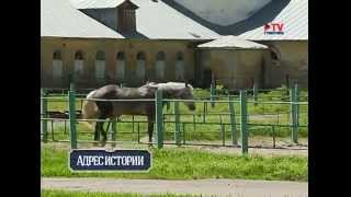 Орловские рысаки в программе "Утро Вместе"